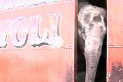 Kuva: Norsu kurkistaa sirkusvaunusta (1988). YLE kuvanauha.