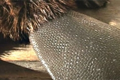 Kuva: Saaliiksi saadun majavan h�nt� on komea. YLE kuvanauha.