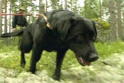 Kuva: Labradorinnoutaja Totti j�ljest��. YLE kuvanauha.