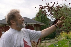 Kuva: Toimittaja Pekka Myyryl�inen tutkailee yrtti�.(2007) YLE Kuvanauha