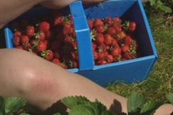 Kuva: Mansikanpoimintaa (2001) Ylekuvanauha