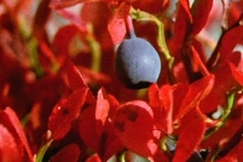 Kuva: Mustikanlehden hehkuvat ruskan punaamina (1981). YLE kuvanauha.