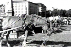 Kuva: Hevosparkki Kauppatorilla. YLE kuvanauha.