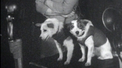 Kuva: Avaruuskoirat Strelka ja Belka lehdist�tilaisuudessa (1960). Yle kuvanauha.