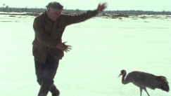 Kuva: Kosto V�nsk� tanssii kasvattamansa Petteri-kurjen kanssa (1981). YLE kuvanauha.