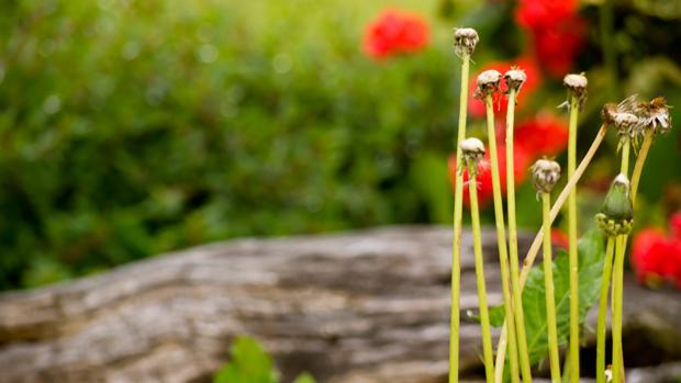 Alan Titchmarsh - kaikkien puutarhureiden puutarhuri. Kuva: Ben Johnson.