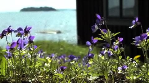 Keto-orvokin siirtäminen uuteen kasvupaikkaan. Kuva: Puutarhaunelmia Keto-orvokin siirtäminen uuteen kasvupaikkaan. Kuva: Puutarhaunelmia