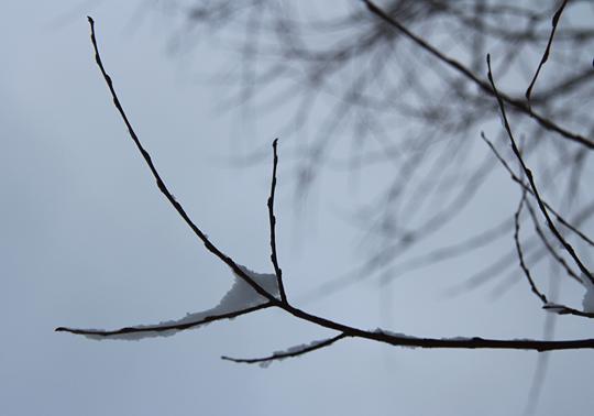 Kevät syntyy, osa 3. Kuva: Ada Pykäläniemi