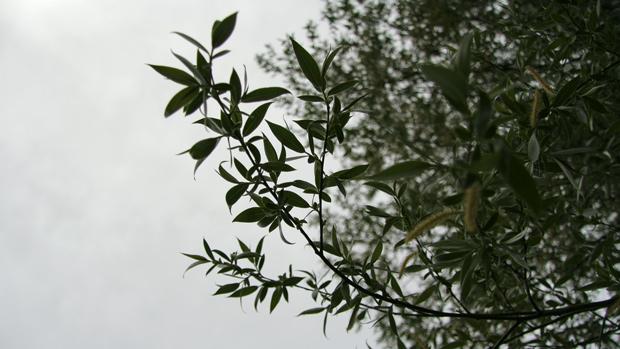 Kesä! Kuva: Ada Pykäläniemi