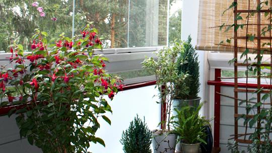 Kesäkukkia parvekekukkia lasitetulla parvekkeella. Kuva: Yle/Annukka Väisänen Kesäkukkia parvekekukkia lasitetulla parvekkeella. Kuva: Yle/Annukka Väisänen