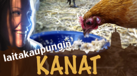 Laitakaupungin kanat. 