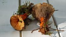 Sienestys. Kuva: YLE