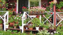 Pelargoniparatiisi. Kuva: Raili Siltala