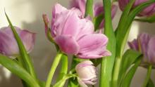 Tulppaanien hoito. Huonekasvien hoito. Kuva: Stock.xchng