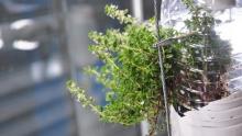Windowfarm. Kuva: Pocketgrow