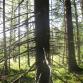 Salla 4 v., Kajaani. "Oltiin Ukin metsässä seikkailemassa ja otin kuvan pelottavasta puusta ja sen takana olevasta kauniista metsästä."
