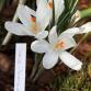 Crocus jeanne d'arc. Kuva: Ada Pykäläniemi