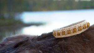 Saamelainen rannekoru juurista ja kalahelmistä. Kuva: Strömsö
