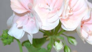 Pelargonien keväthoito. Uudelleenistutus. Kuva: Raili Siltala