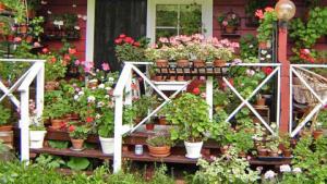 Pelargoniparatiisi. Kuva: Raili Siltala