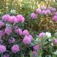 Rhodopenkki