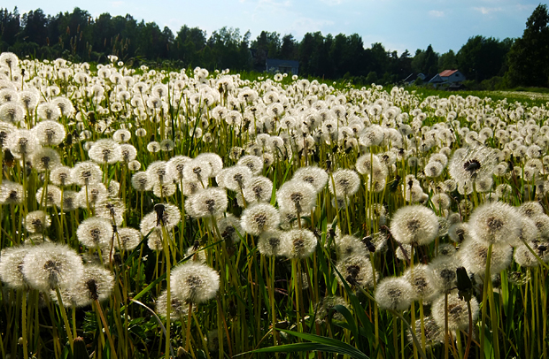 Kesäniitty kuin pumpulia. Kuva: Siiri Huttunen, Yle Olotila