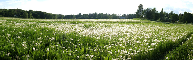 Kesäniitty kuin pumpulia. Kuva: Siiri Huttunen, Yle Olotila