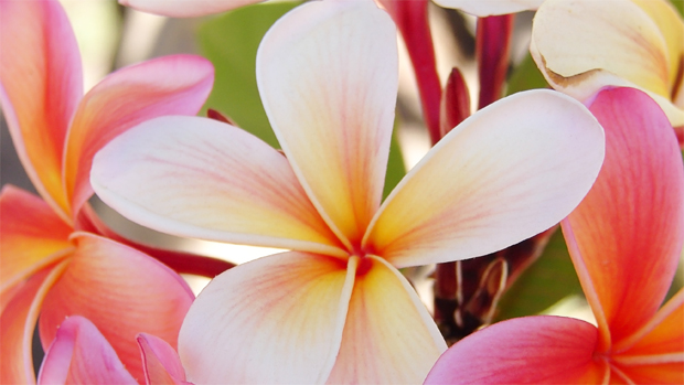 Hawaiian flower