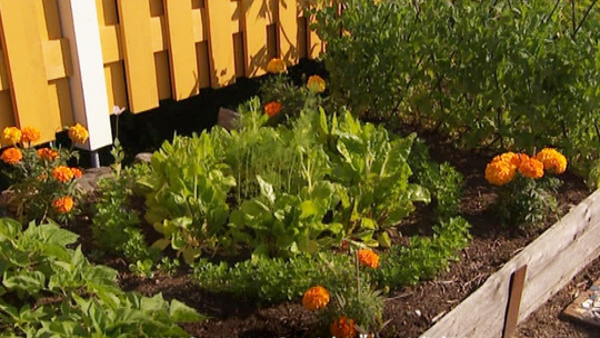 Kyökkipuutarhasta potager. Kuva: Yle