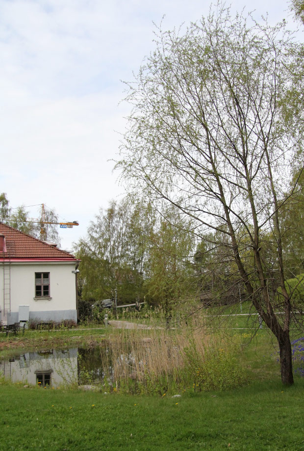 Kohta lehtivihreä valtaa maiseman. Kuva: Ada Pykäläniemi