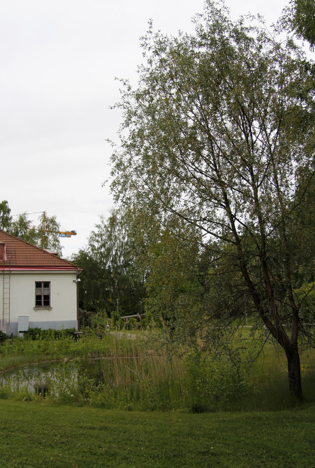 Nyt on virallisesti kesä. Kuva: Ada Pykäläniemi