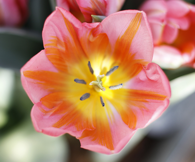 Tulppaanien lumoissa. Kuva: Siiri Huttunen Tulppaanien lumoissa. Kuva: Siiri Huttunen