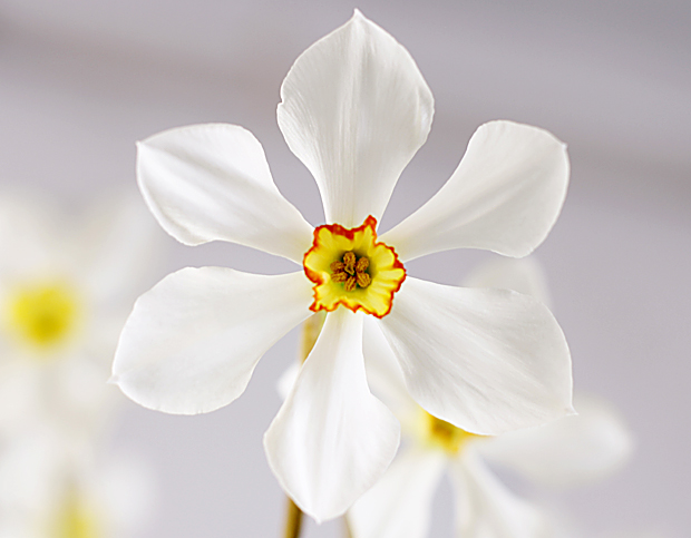 Tulppaanien lumoissa. Kuva: Siiri Huttunen Tulppaanien lumoissa. Kuva: Siiri Huttunen