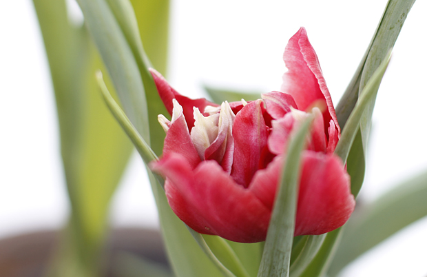 Tulppaanien lumoissa. Kuva: Siiri Huttunen Tulppaanien lumoissa. Kuva: Siiri Huttunen