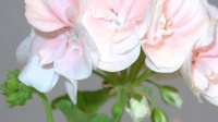 Pelargonien keväthoito. Uudelleenistutus. Kuva: Raili Siltala