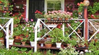 Pelargoniparatiisi. Kuva: Raili Siltala